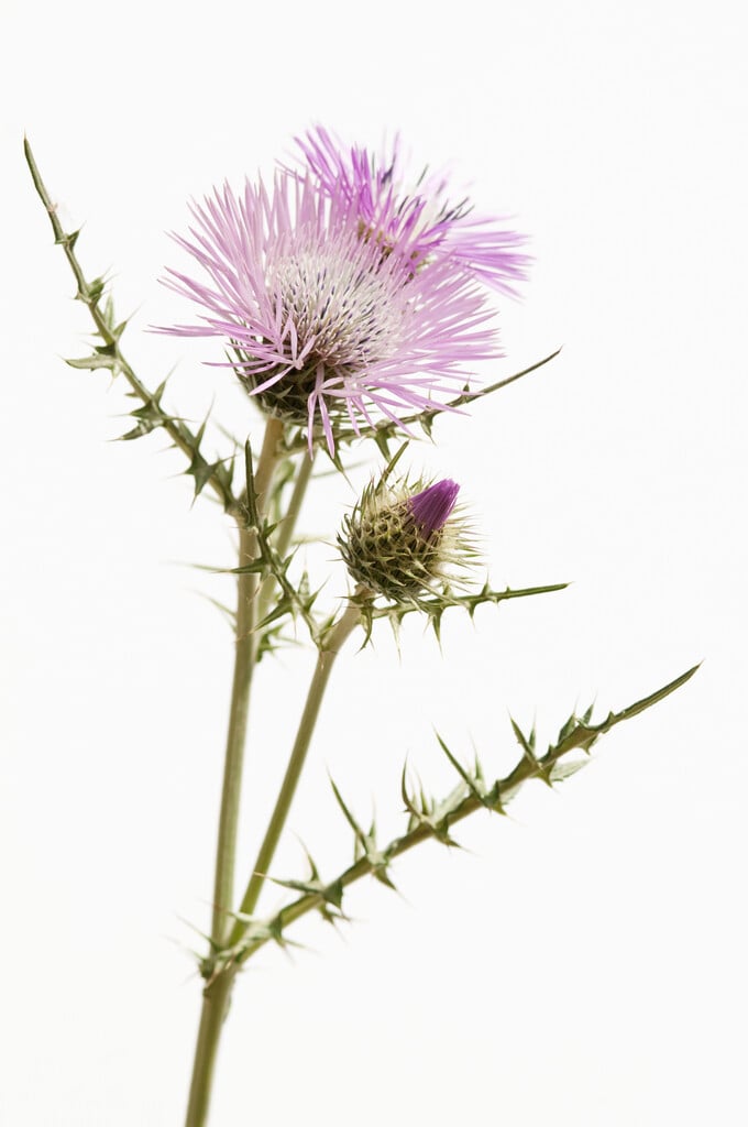 purple milk thistle