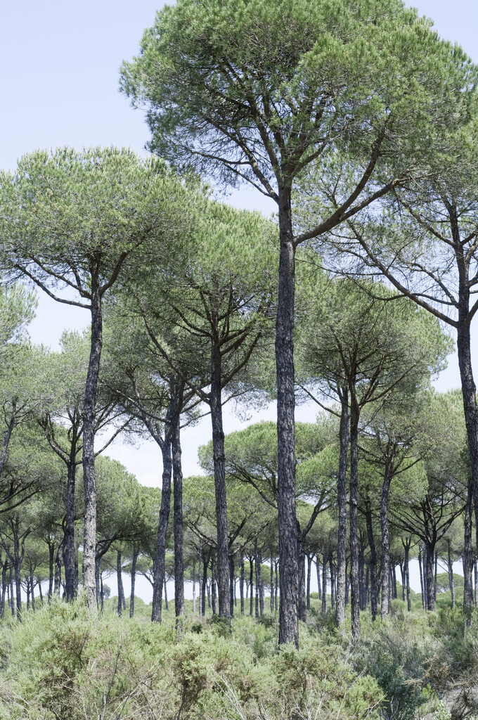 stone pine