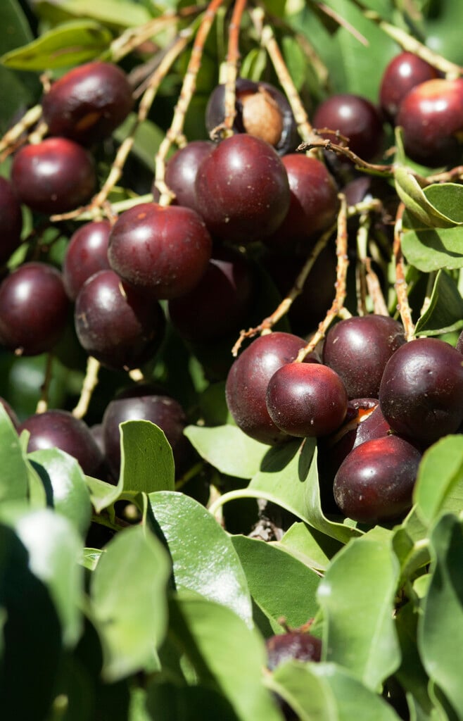 chokecherry