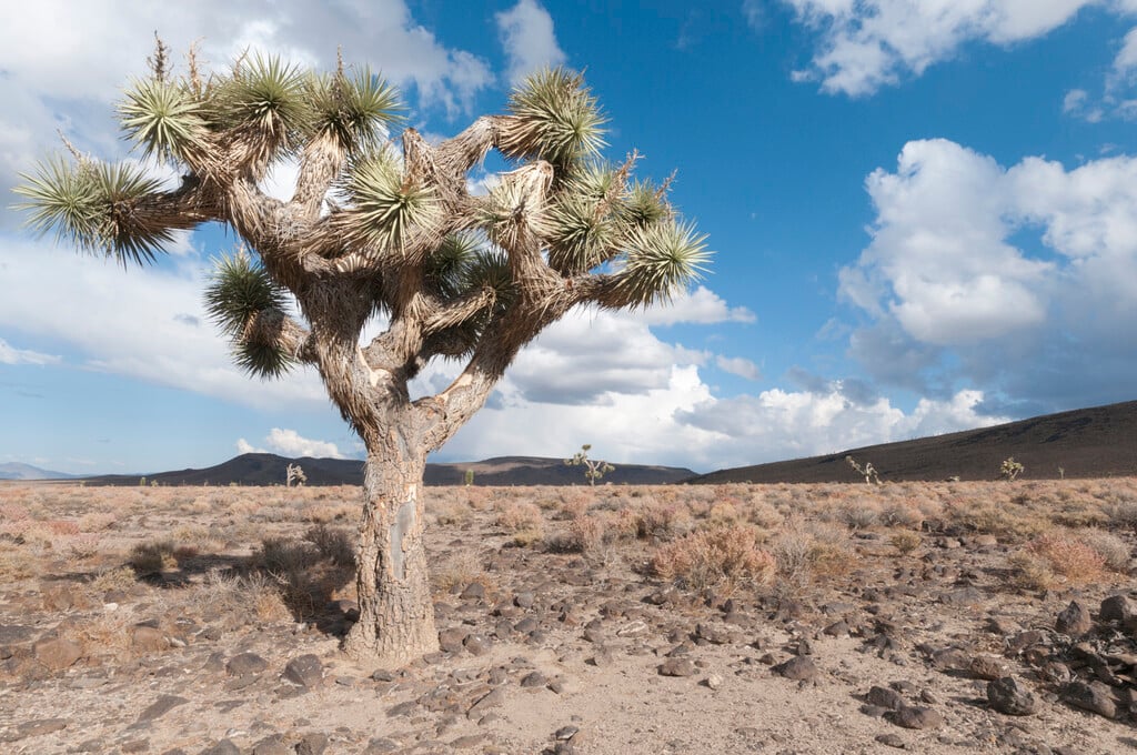 Joshua tree