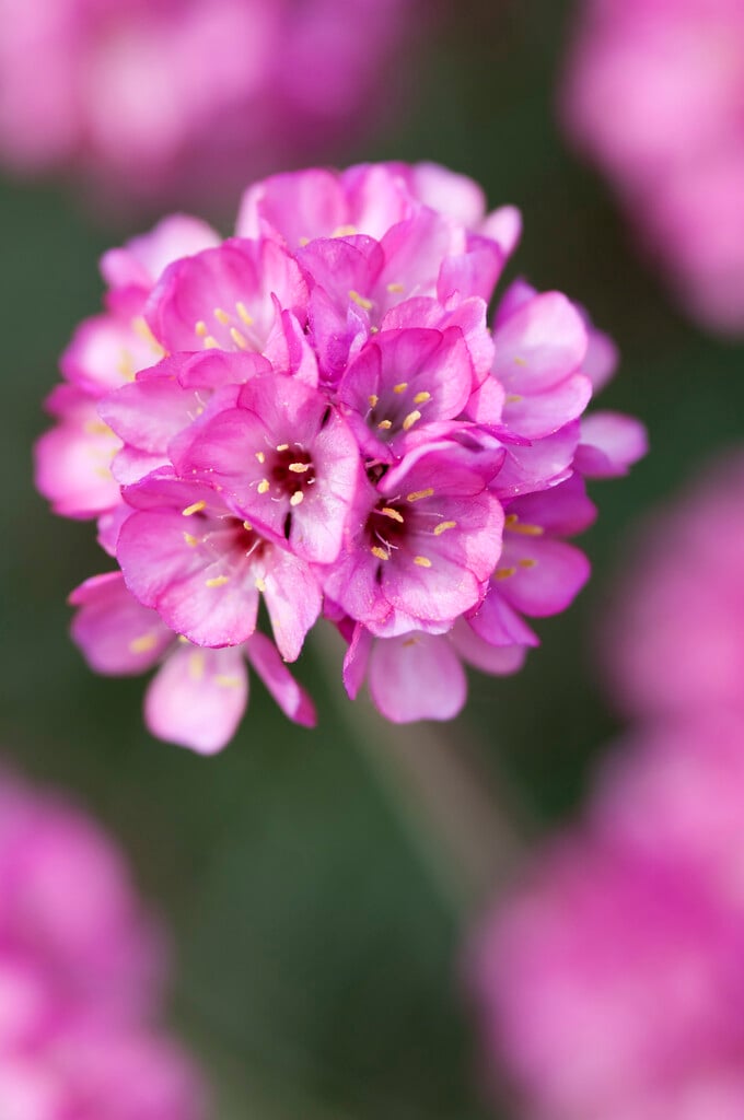 thrift 'In the Red'