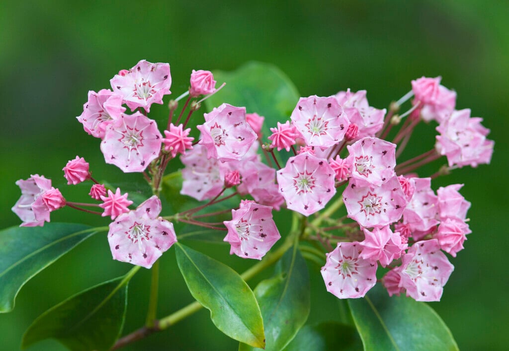 <i>Kalmia</i> <i>latifolia</i> 'Clementine Churchill'