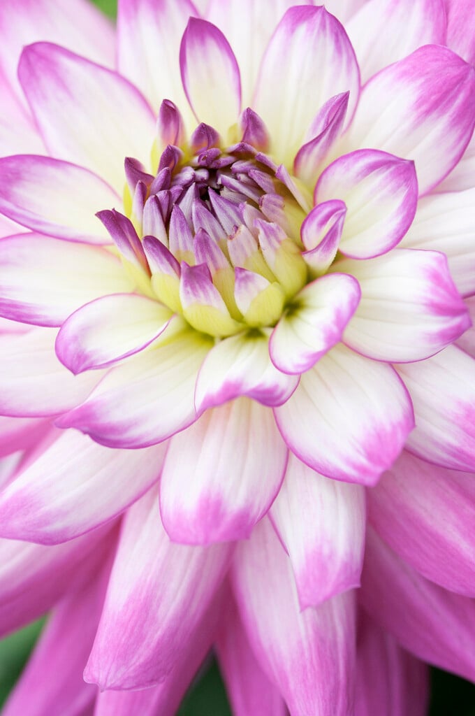 <i>Dahlia</i> 'Veracruz'
