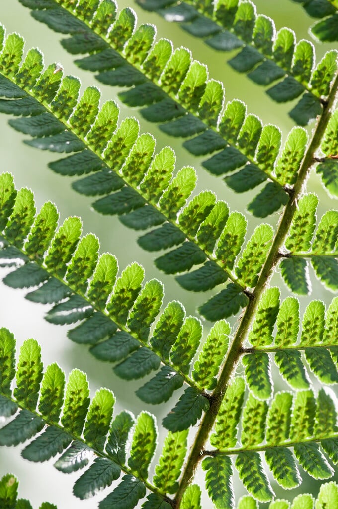 bracken