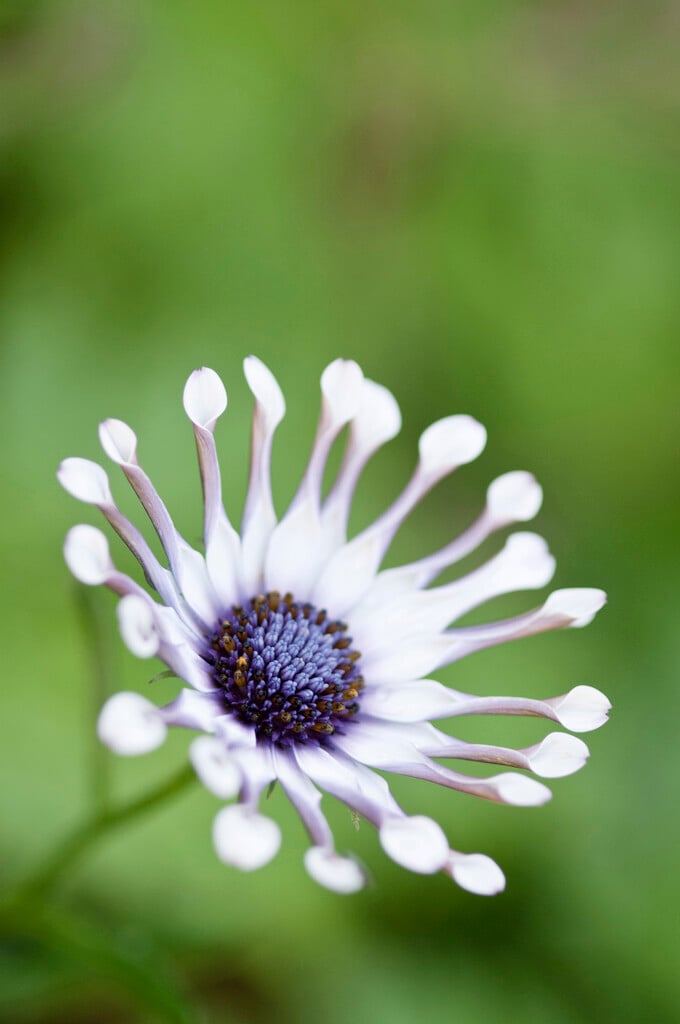 African daisy 'Whirlygig'