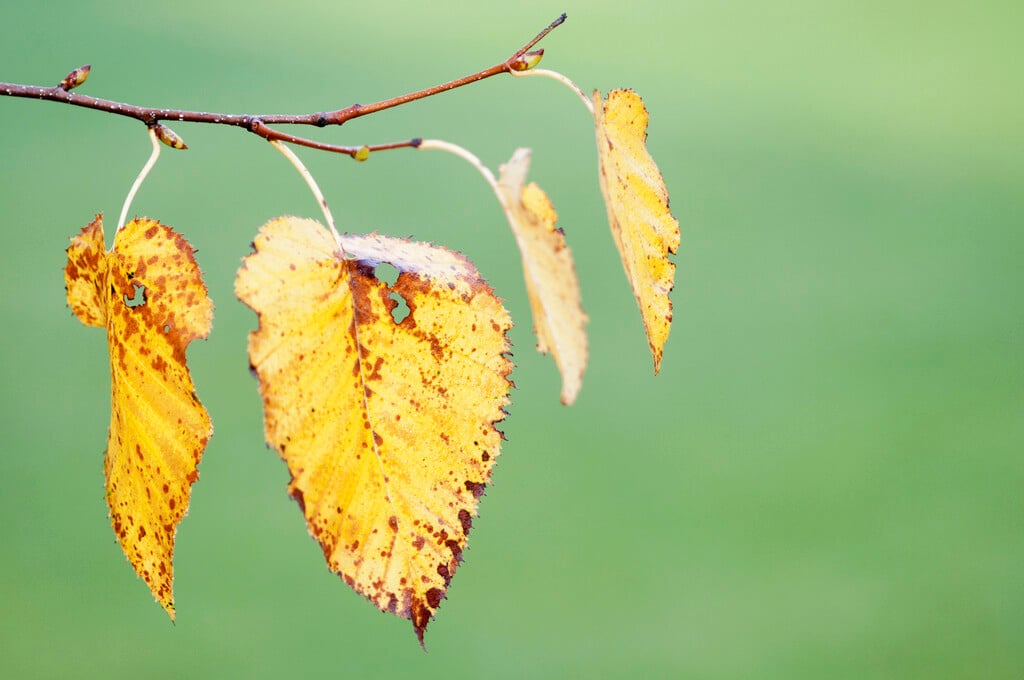 silver birch
