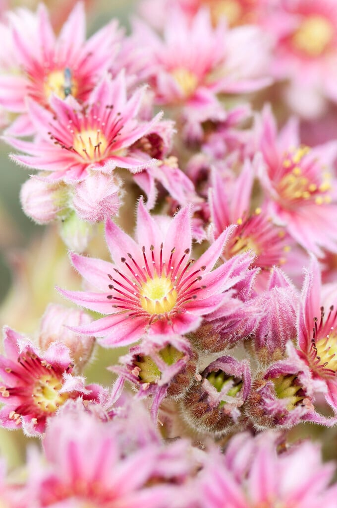 <i>Sempervivum</i> 'Aladdin'