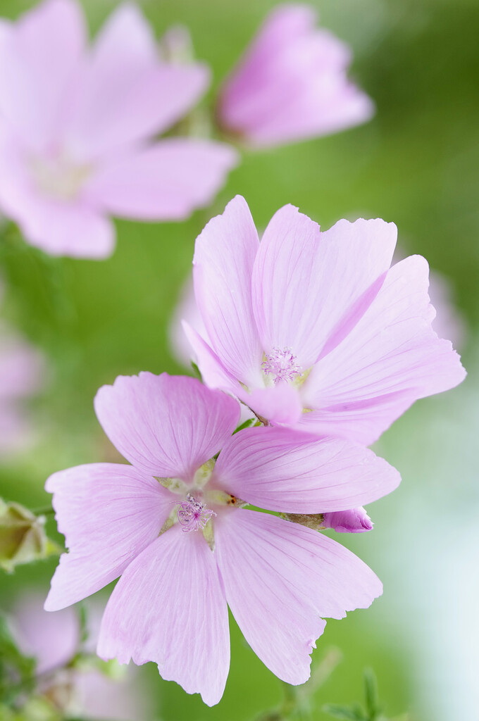 <em>Malva</em> <em>cachemiriana</em>
