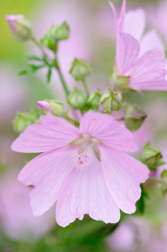 <em>Malva</em> <em>cachemiriana</em>
