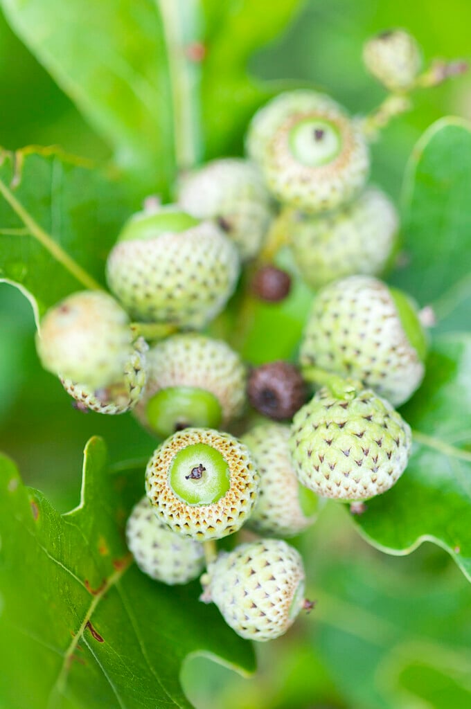 Caucasian oak