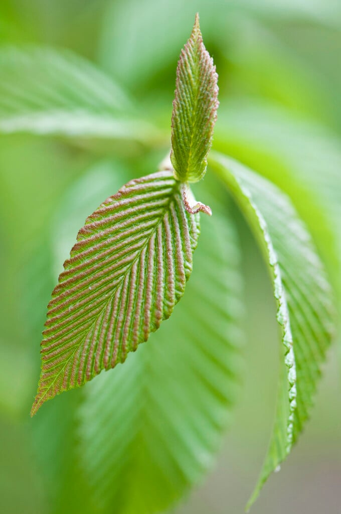 <i>Sorbus</i> <i>meliosmifolia</i>