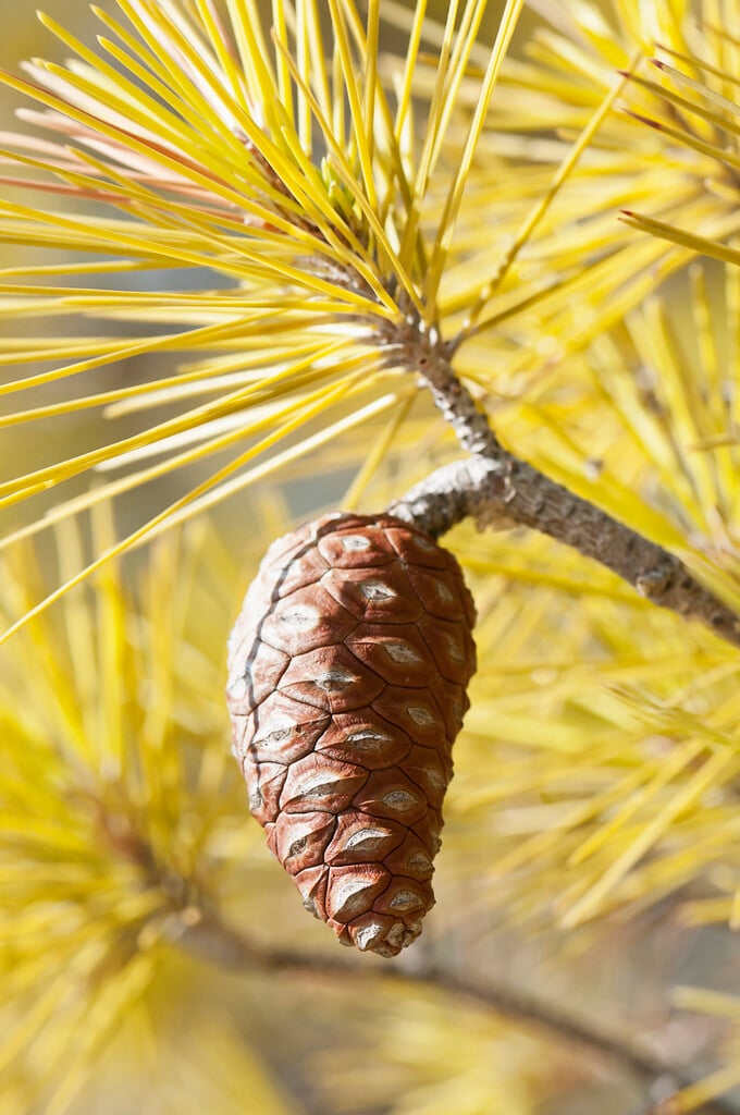knobcone pine