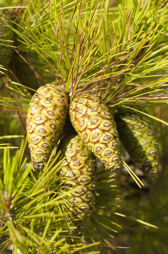 knobcone pine