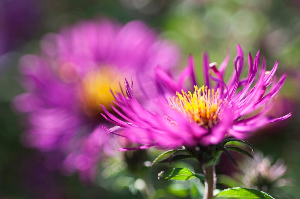 Michaelmas daisy 'Royal Ruby'