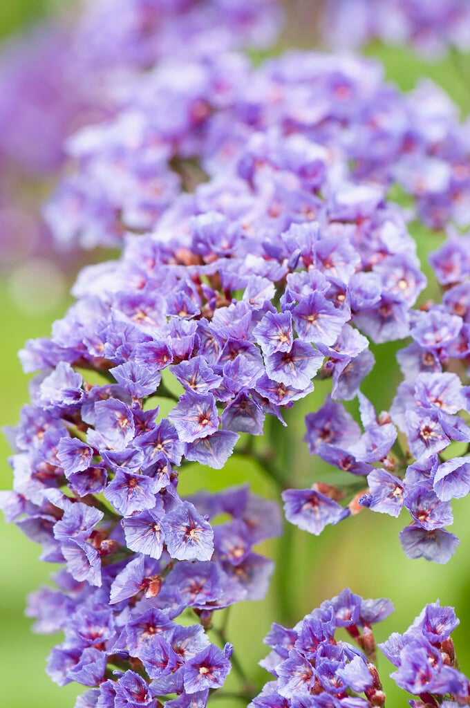 purple-cup't statice