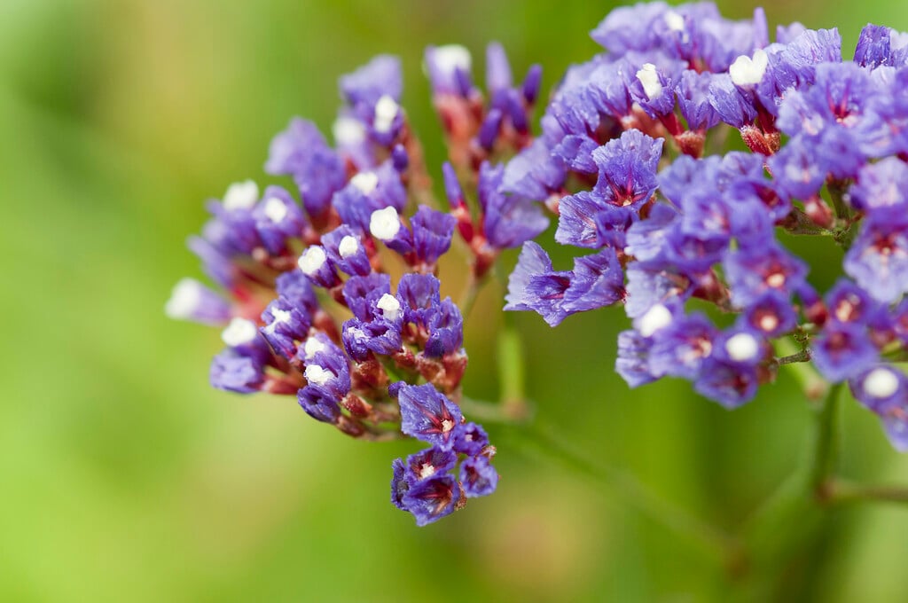 purple-cup't statice