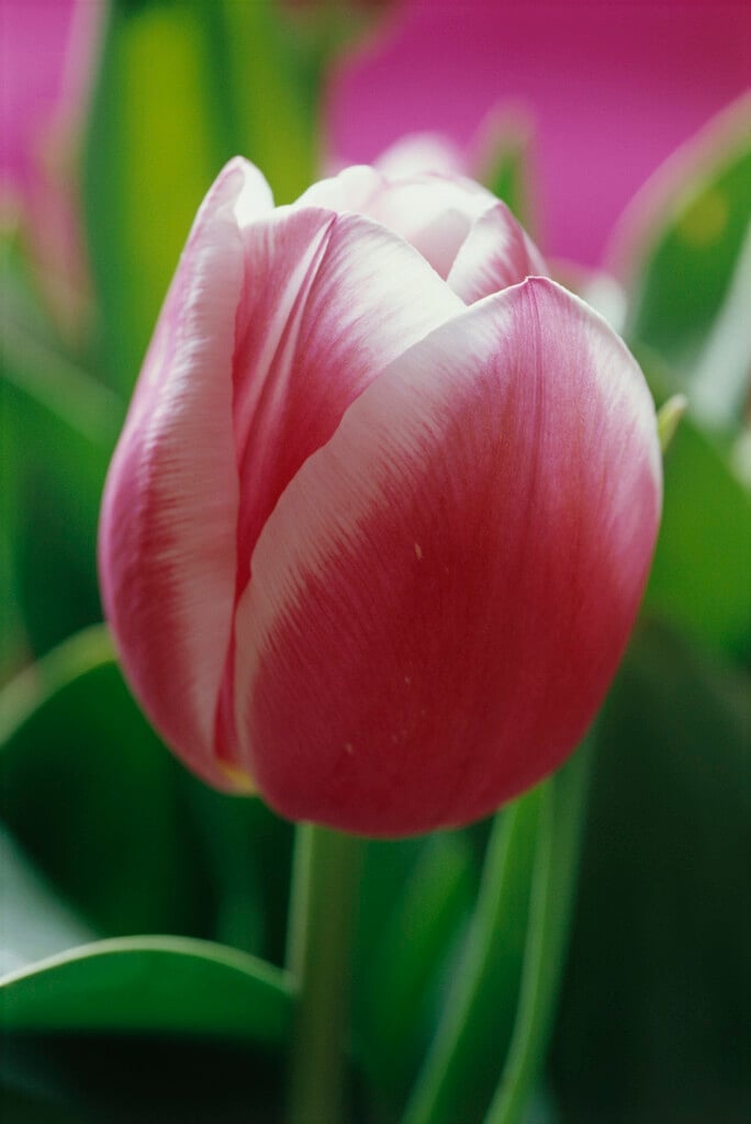 tulip 'Valentine'
