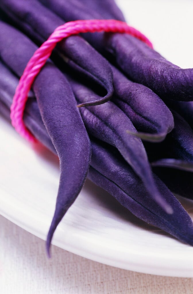 bean (dwarf French) 'Purple Queen'