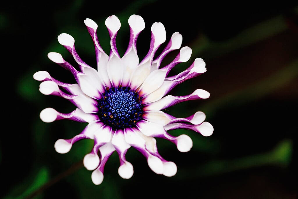 African daisy [Margarita White Spoon]