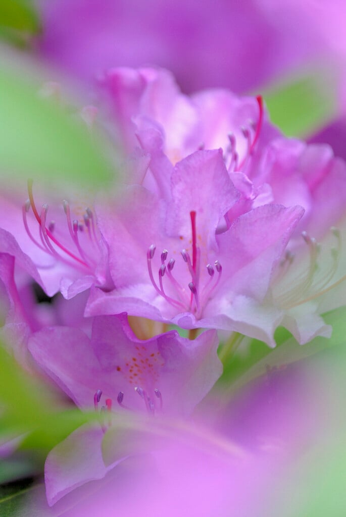 Catawba rhododendron