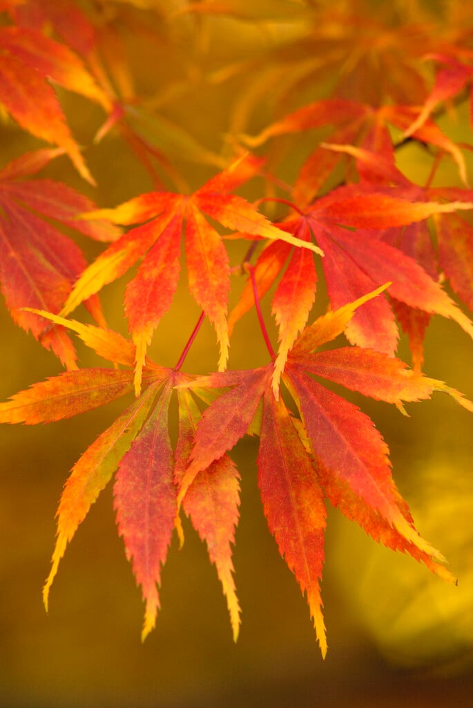 Japanese maple