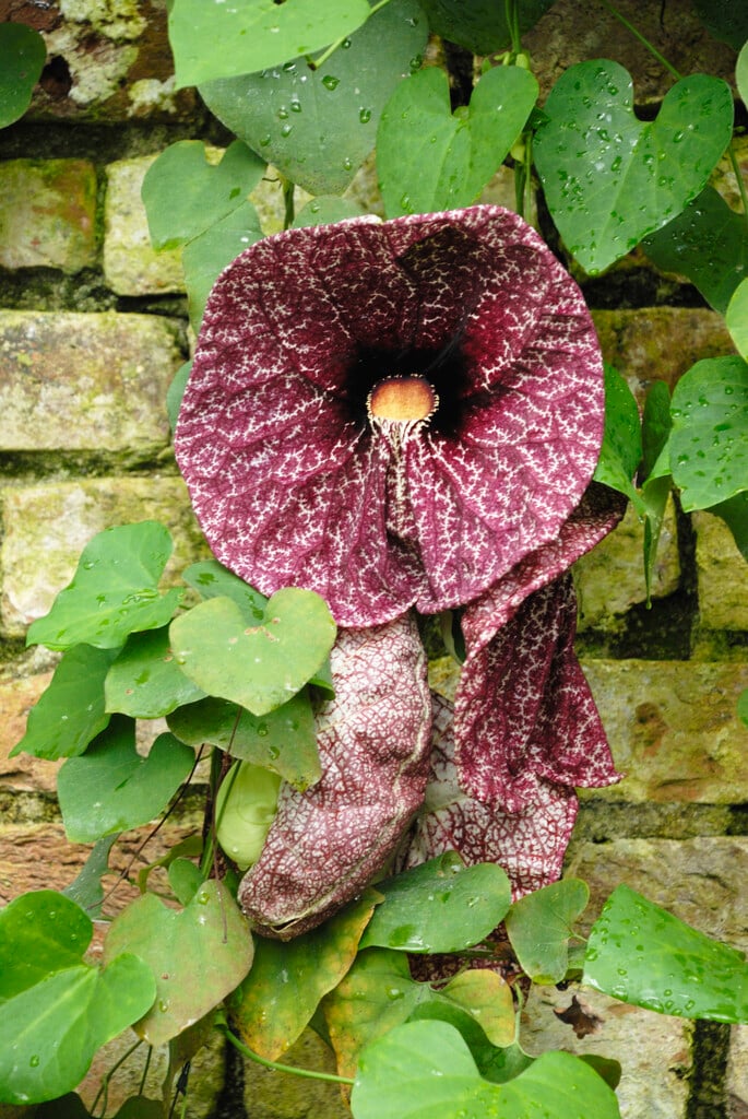 pelican flower