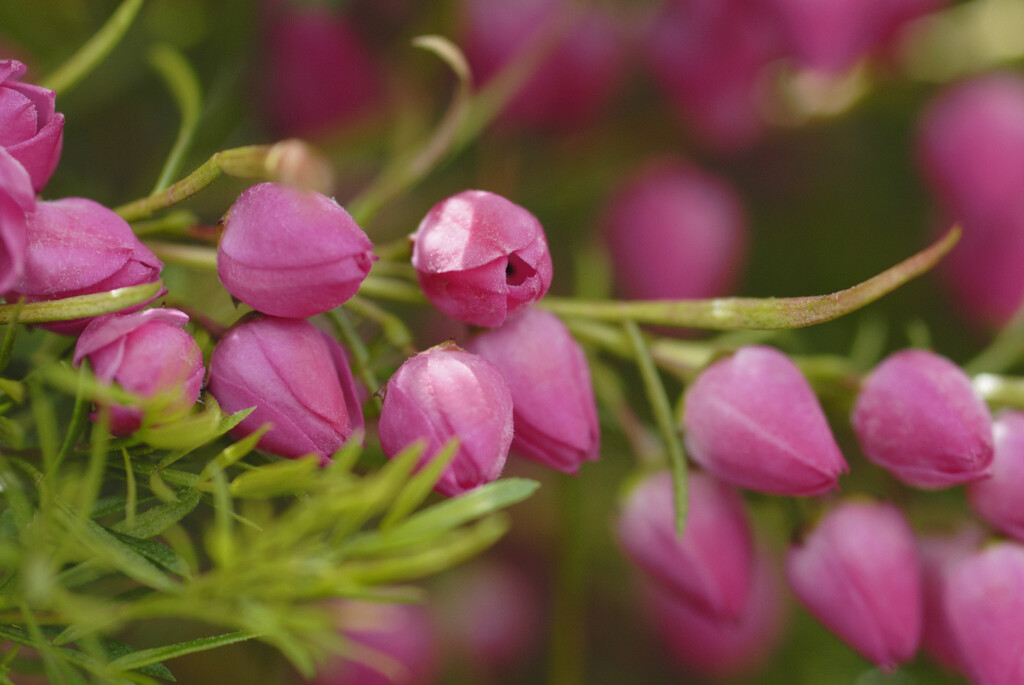 red boronia
