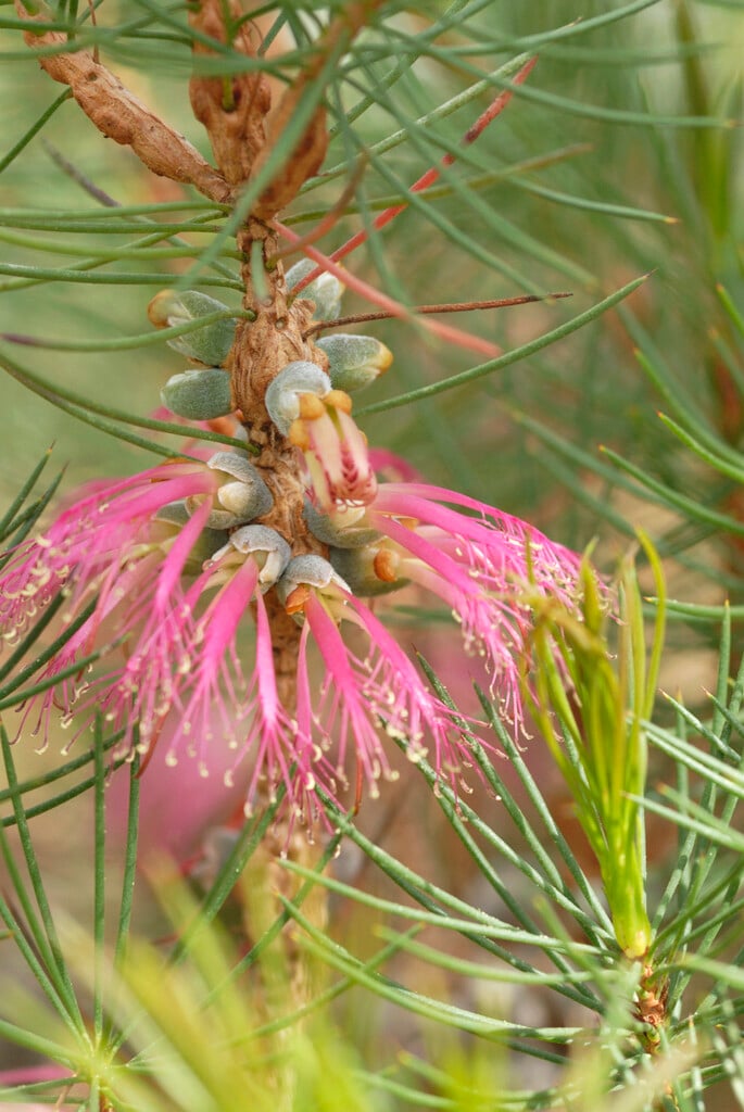 Barren's claw flower
