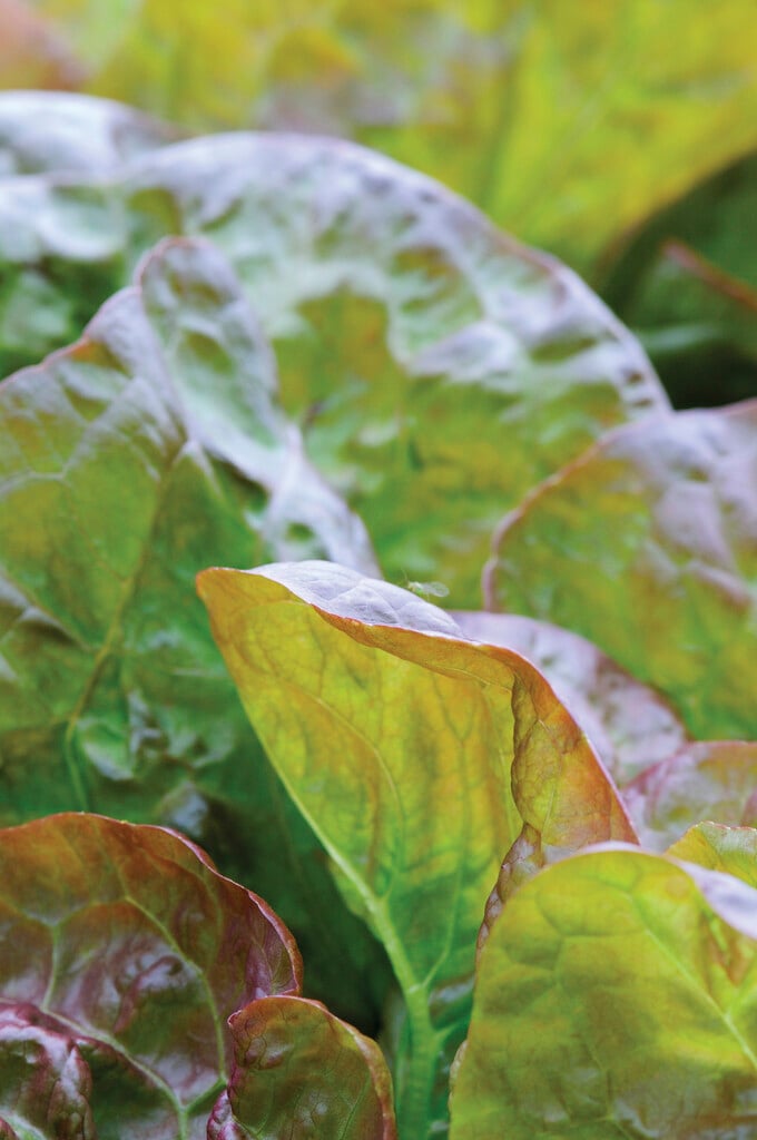 lettuce 'Marvel of Four Seasons'