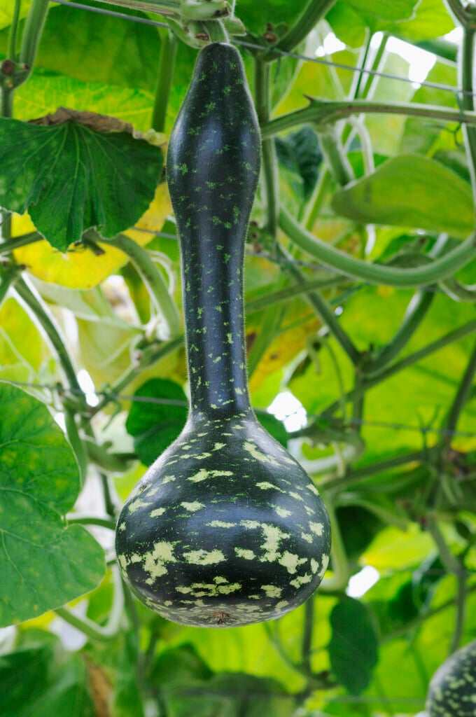 white-flowered gourd