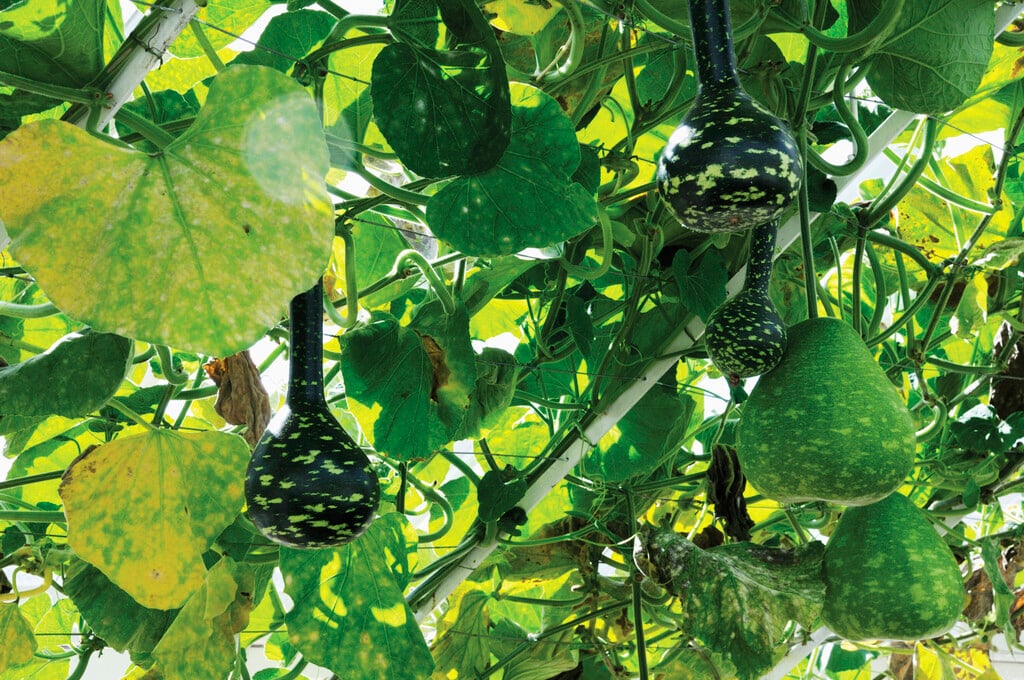 white-flowered gourd