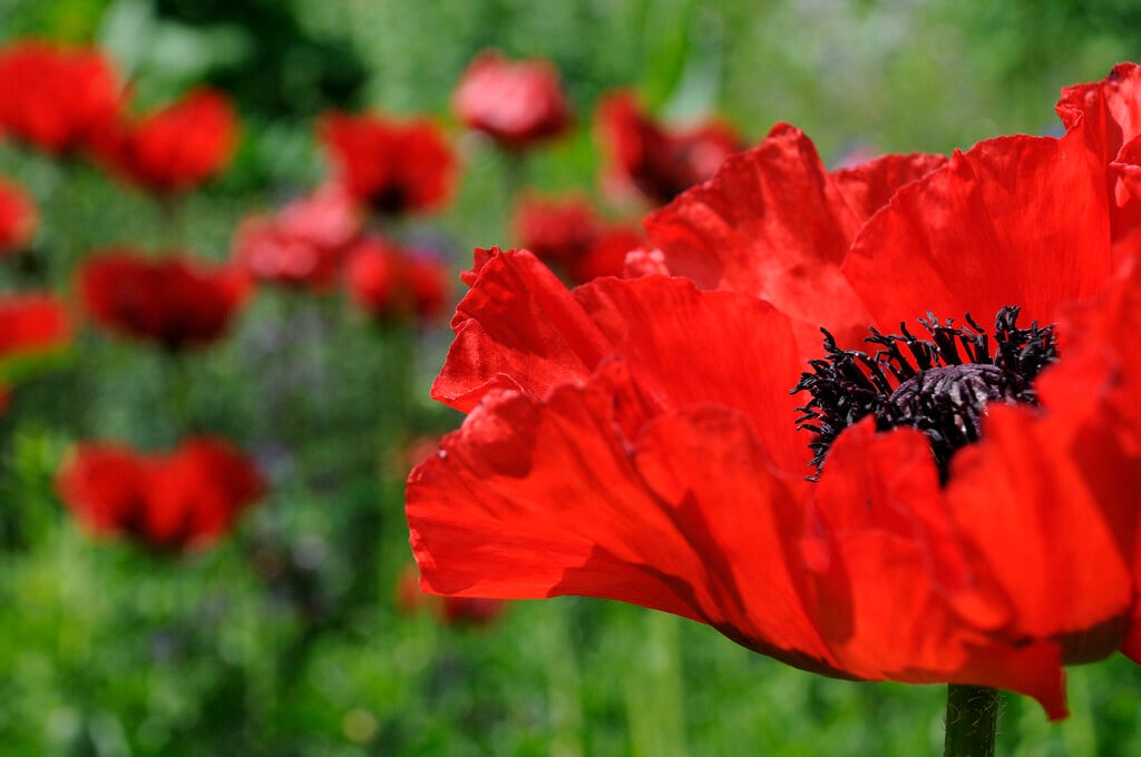 oriental poppy