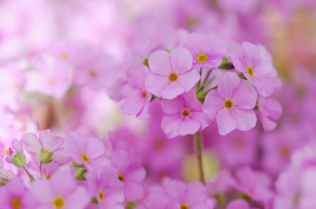 rock jasmine 'Chumbyi'