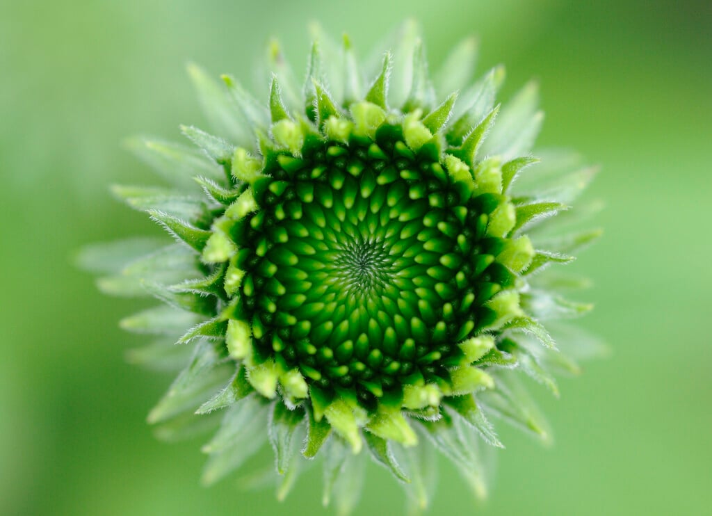 purple coneflower 'Jade'