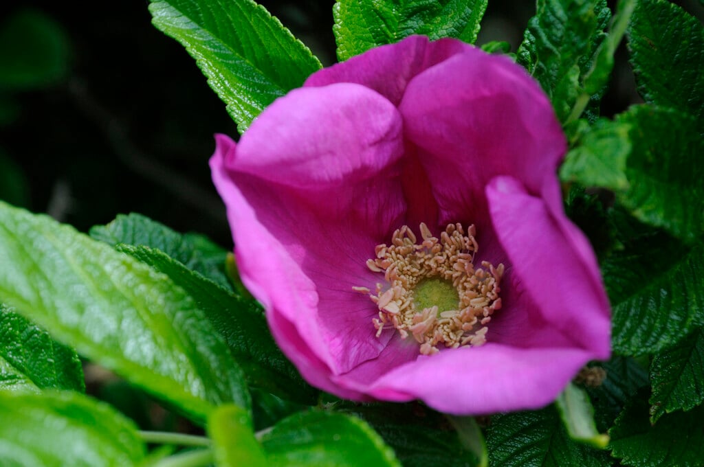 Japanese rose