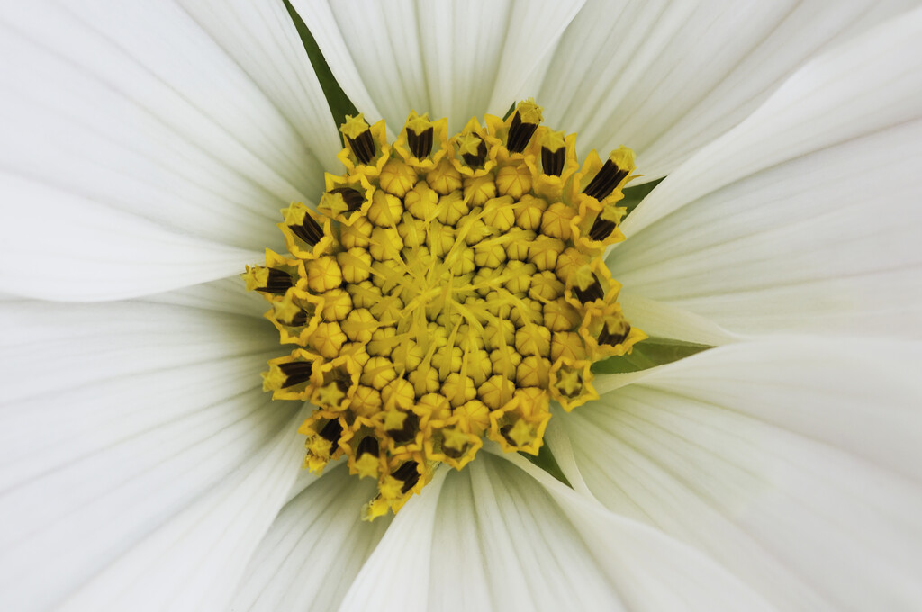 cosmea 'Sonata White'