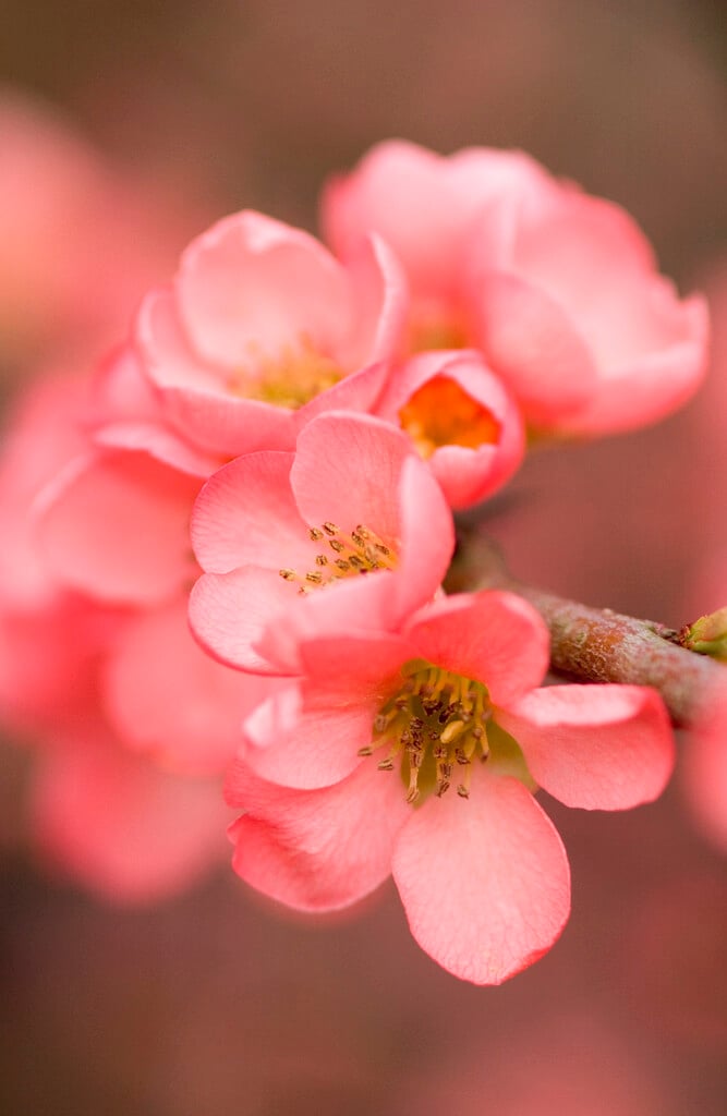 Japanese quince 'Coral Sea'