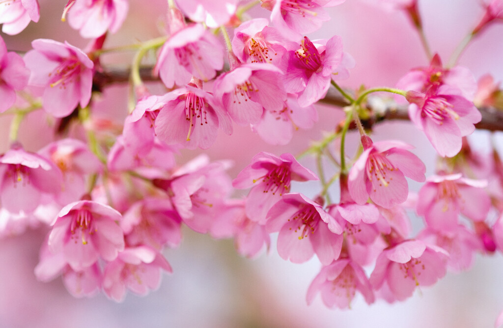 cherry 'Kursar'