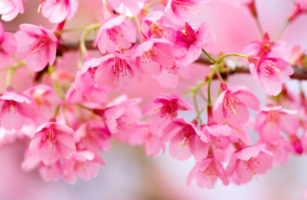 cherry 'Kursar'