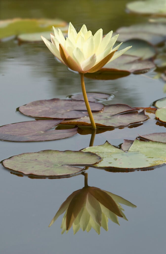 <i>Nymphaea</i> 'Odorata Sulphurea Grandiflora' (H)
