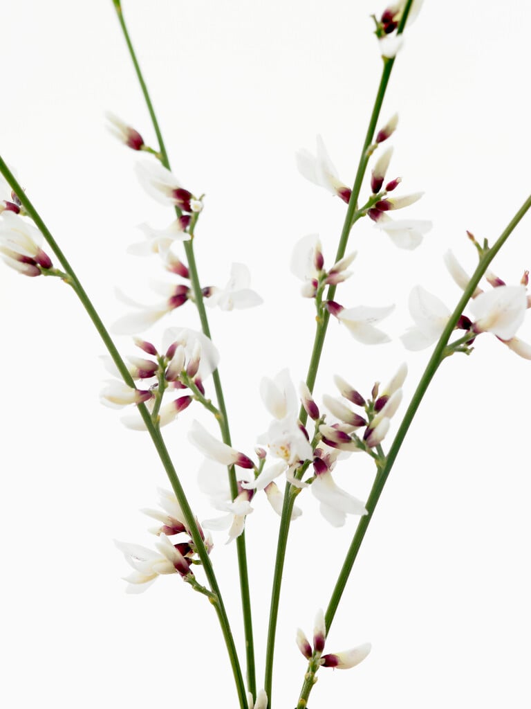 bridal broom
