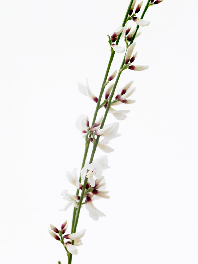 bridal broom