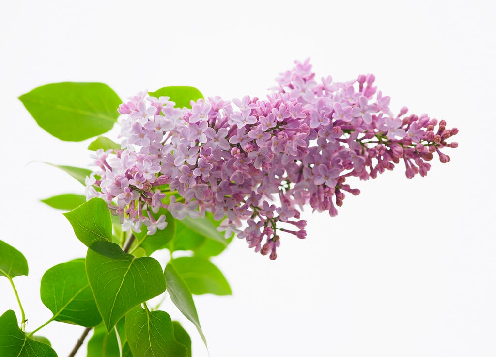 lilac 'Katherine Havemeyer'