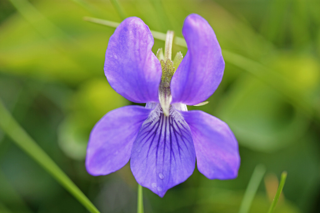 sweet violet