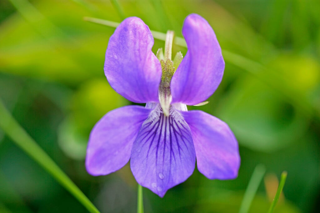 sweet violet