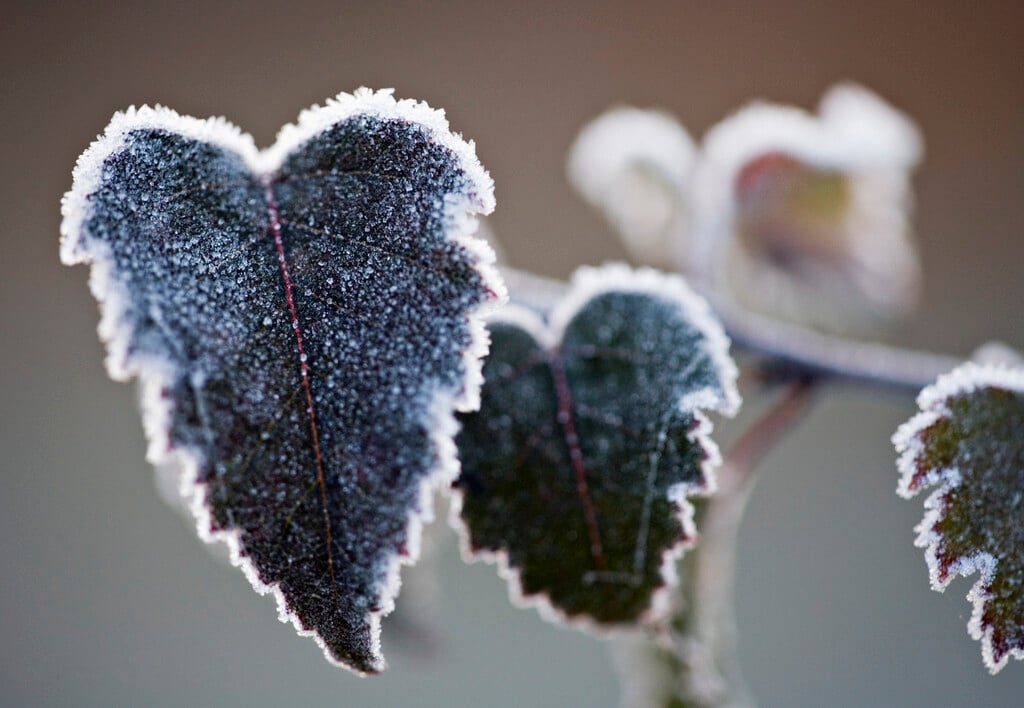 purple-leaf birch