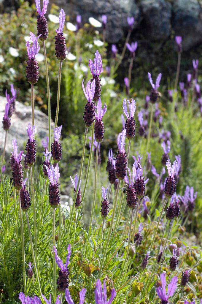 French lavender