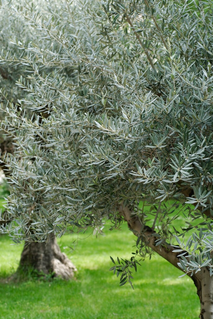 common olive