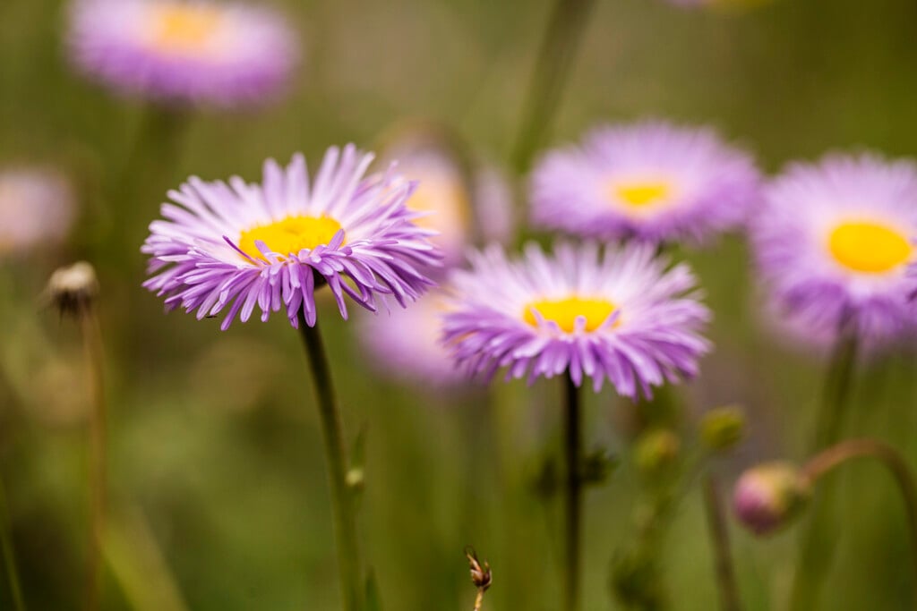 showy fleabane
