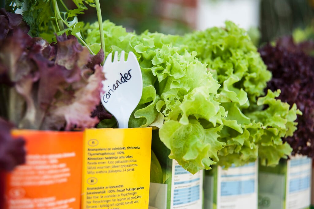 lettuce 'Lollo Bionda'